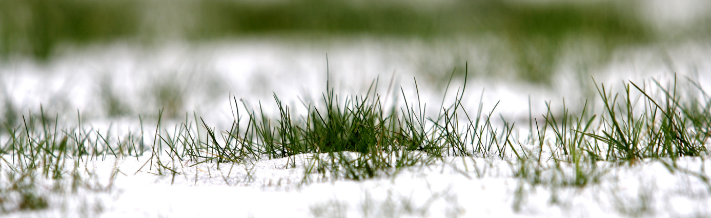 snow on a green lawn