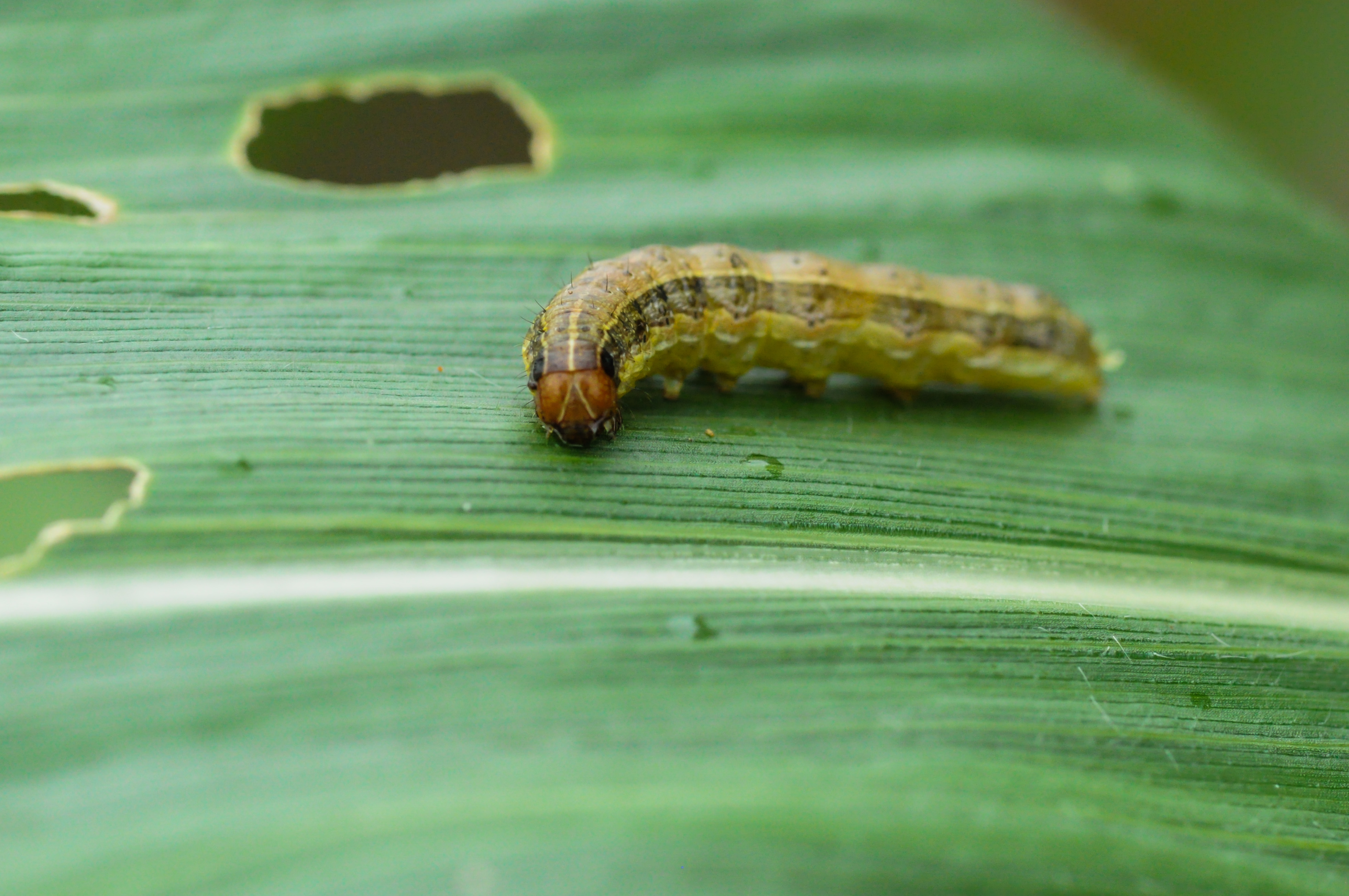 Armyworm on landscaping