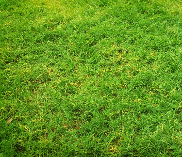 picture of lawn