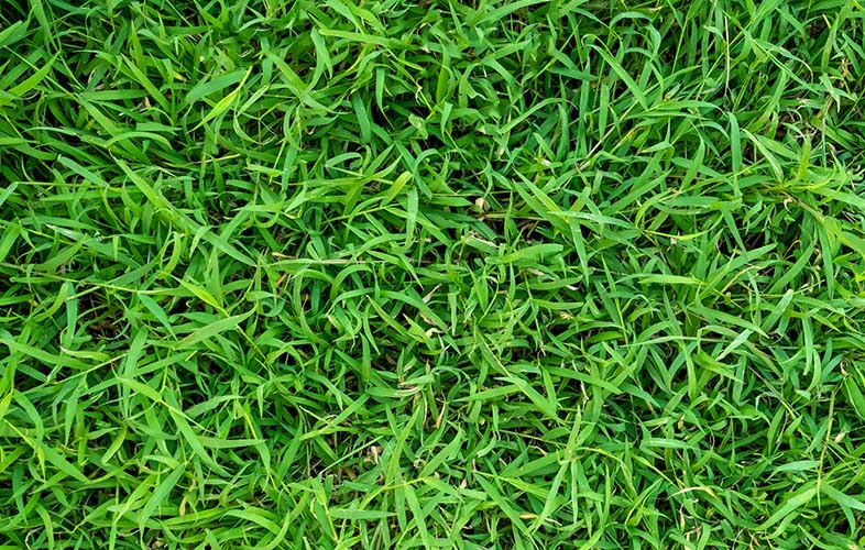 Bermudagrass lawn