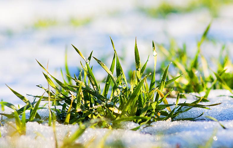 lawn under the snow