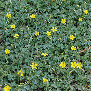 Oxalis