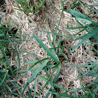 Pink Snow Mold