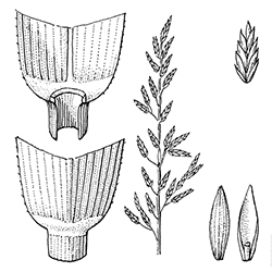 Tall Fescue Illustration