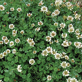 White Clover