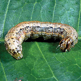 Armyworm